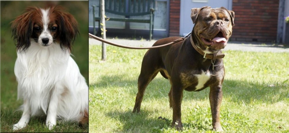 Renascence Bulldogge vs Phalene - Breed Comparison