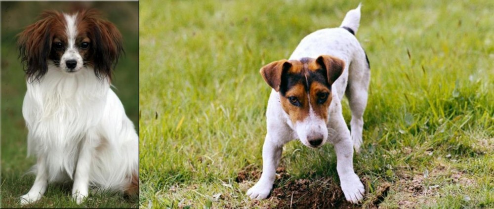 Russell Terrier vs Phalene - Breed Comparison