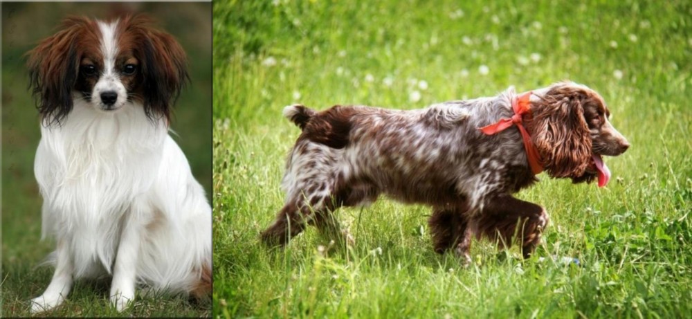 Russian Spaniel vs Phalene - Breed Comparison