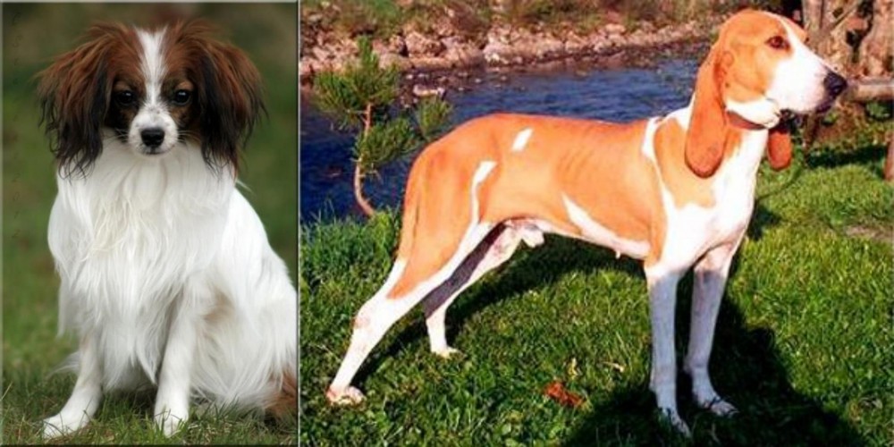 Schweizer Laufhund vs Phalene - Breed Comparison