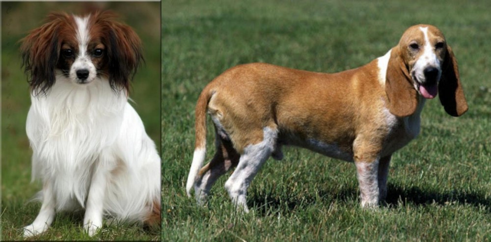 Schweizer Niederlaufhund vs Phalene - Breed Comparison