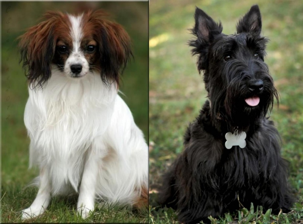 Scoland Terrier vs Phalene - Breed Comparison