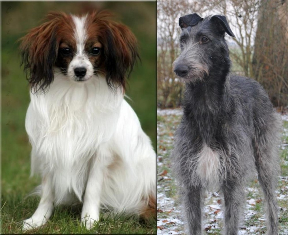 Scottish Deerhound vs Phalene - Breed Comparison