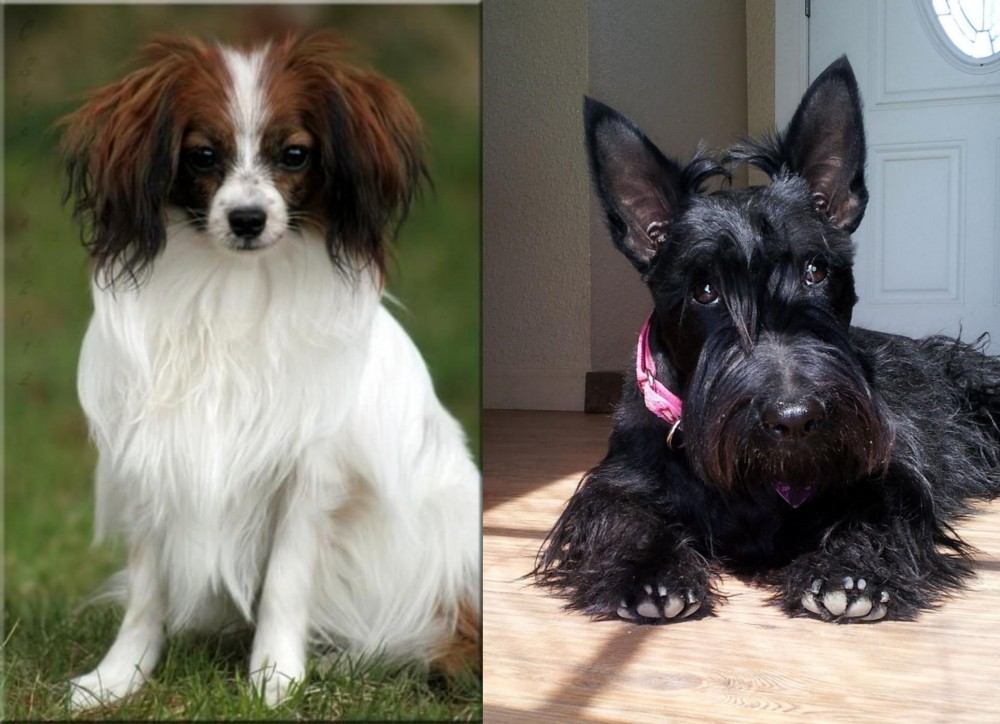 Scottish Terrier vs Phalene - Breed Comparison