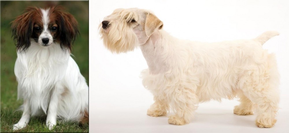 Sealyham Terrier vs Phalene - Breed Comparison