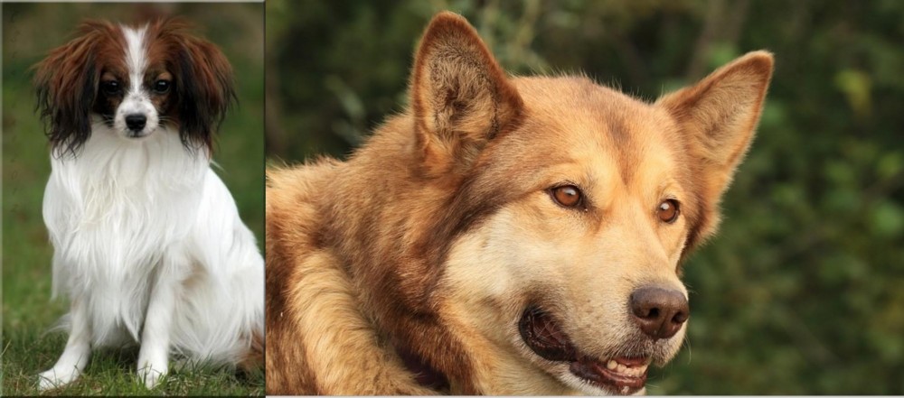 Seppala Siberian Sleddog vs Phalene - Breed Comparison