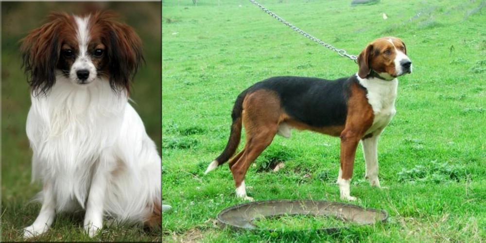 Serbian Tricolour Hound vs Phalene - Breed Comparison