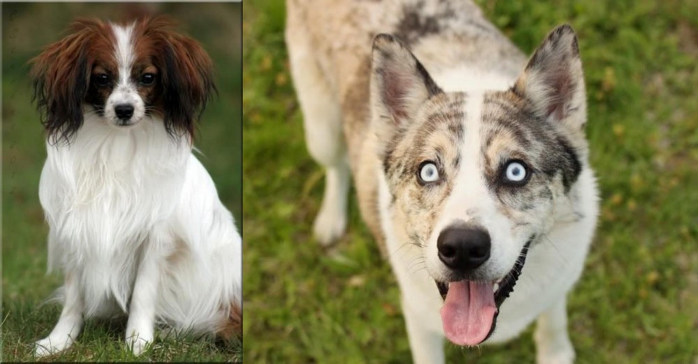 Shepherd Husky vs Phalene - Breed Comparison