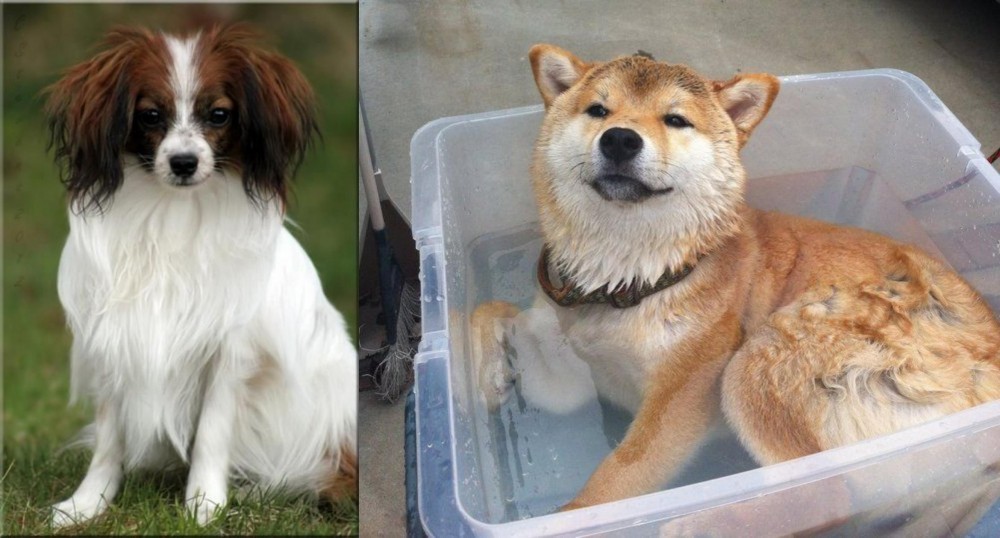 Shiba Inu vs Phalene - Breed Comparison