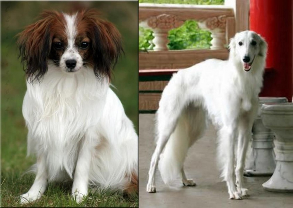 Silken Windhound vs Phalene - Breed Comparison
