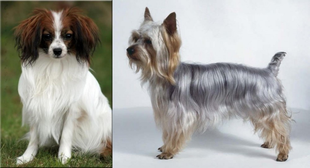 Silky Terrier vs Phalene - Breed Comparison