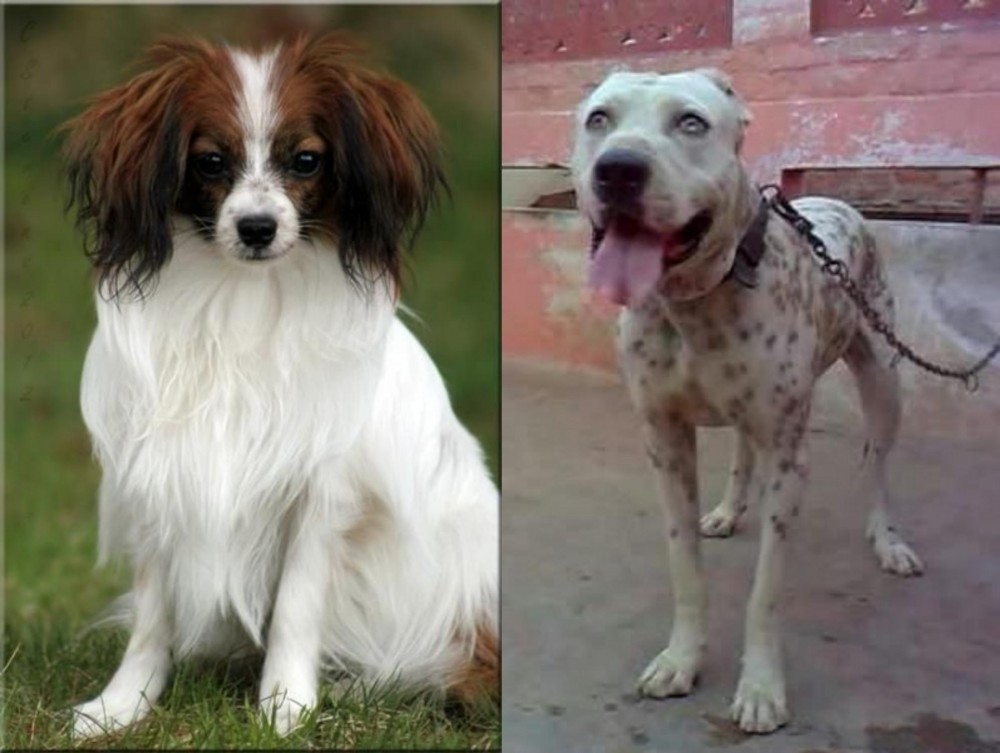 Sindh Mastiff vs Phalene - Breed Comparison