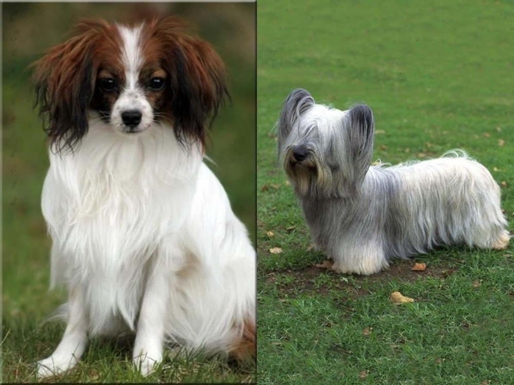 Skye Terrier vs Phalene - Breed Comparison