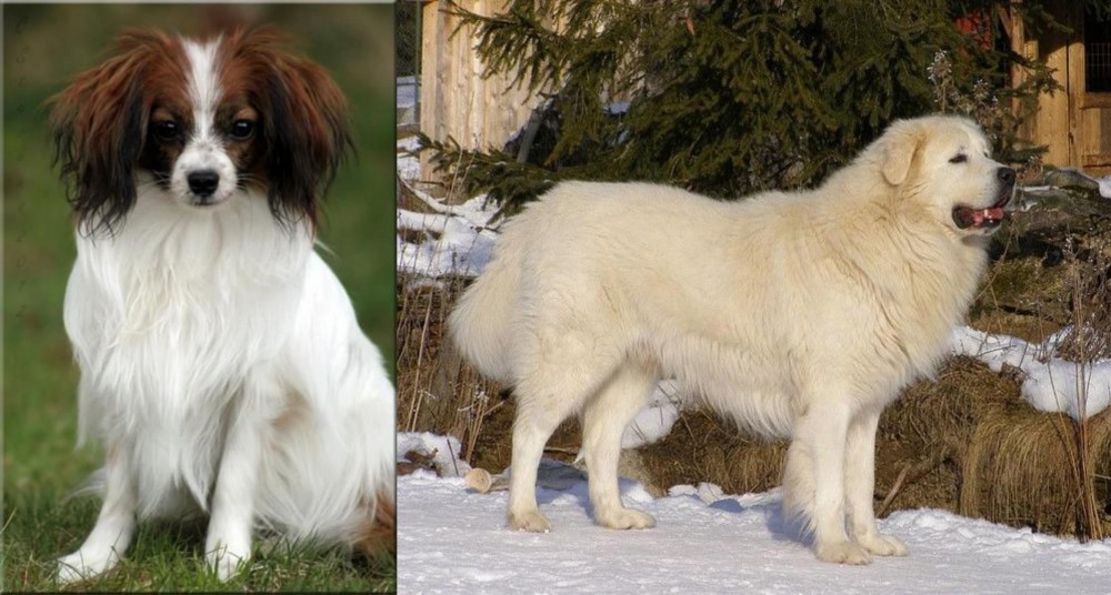 Slovak Cuvac vs Phalene - Breed Comparison