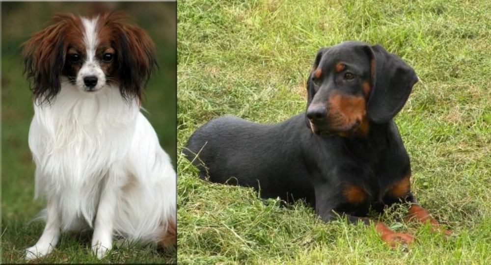Slovakian Hound vs Phalene - Breed Comparison