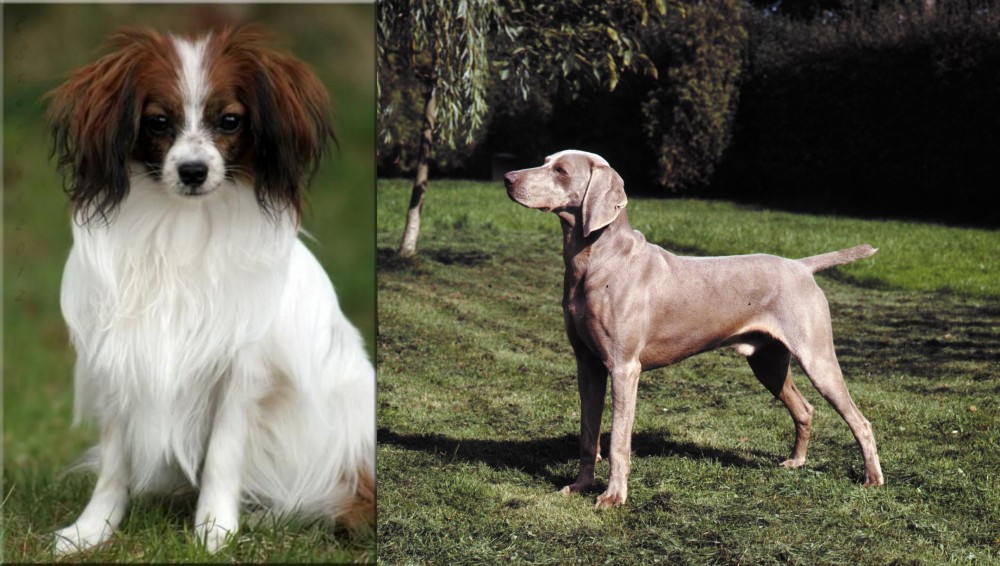 Smooth Haired Weimaraner vs Phalene - Breed Comparison