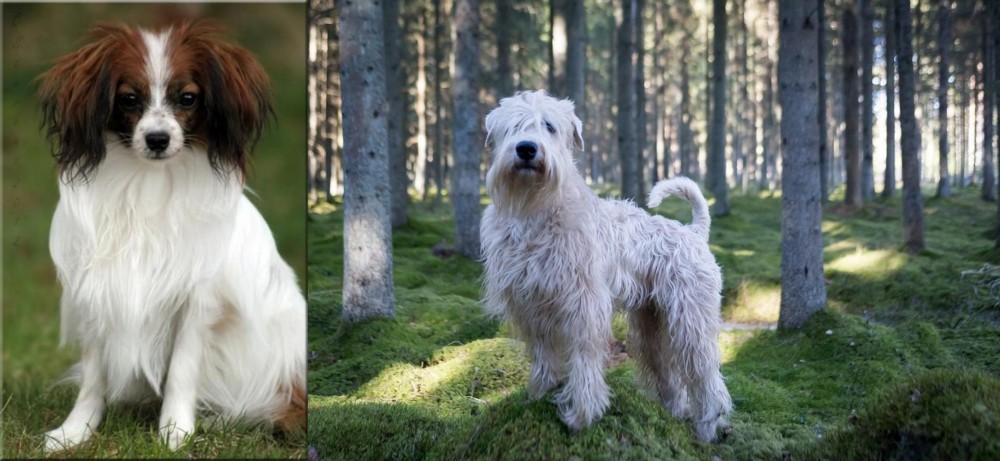 Soft-Coated Wheaten Terrier vs Phalene - Breed Comparison