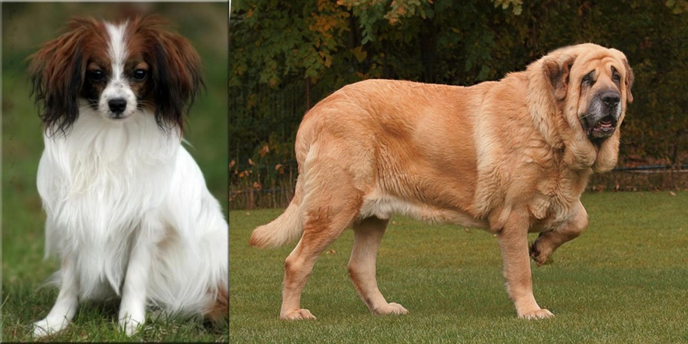 Spanish Mastiff vs Phalene - Breed Comparison