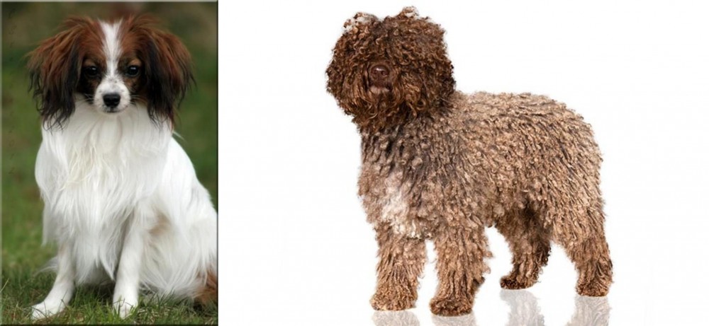 Spanish Water Dog vs Phalene - Breed Comparison