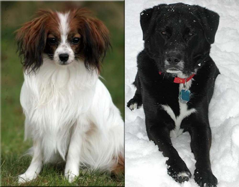 St. John's Water Dog vs Phalene - Breed Comparison