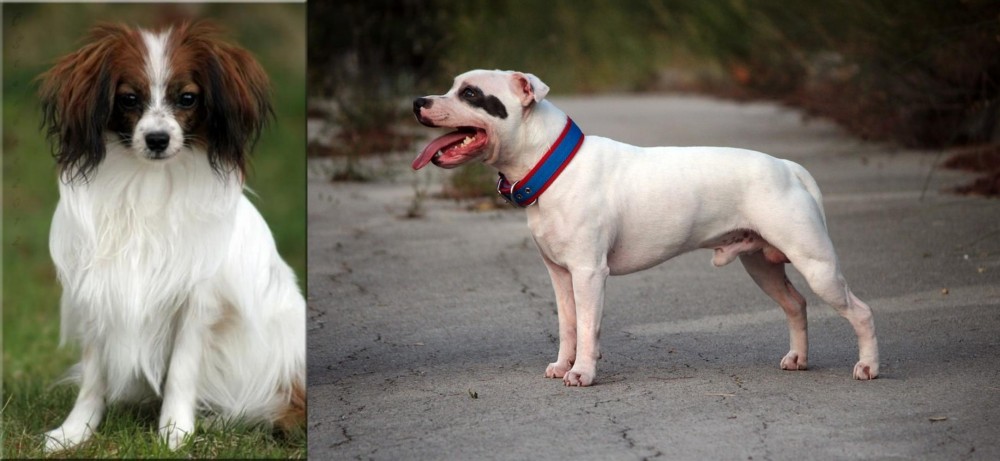 Staffordshire Bull Terrier vs Phalene - Breed Comparison
