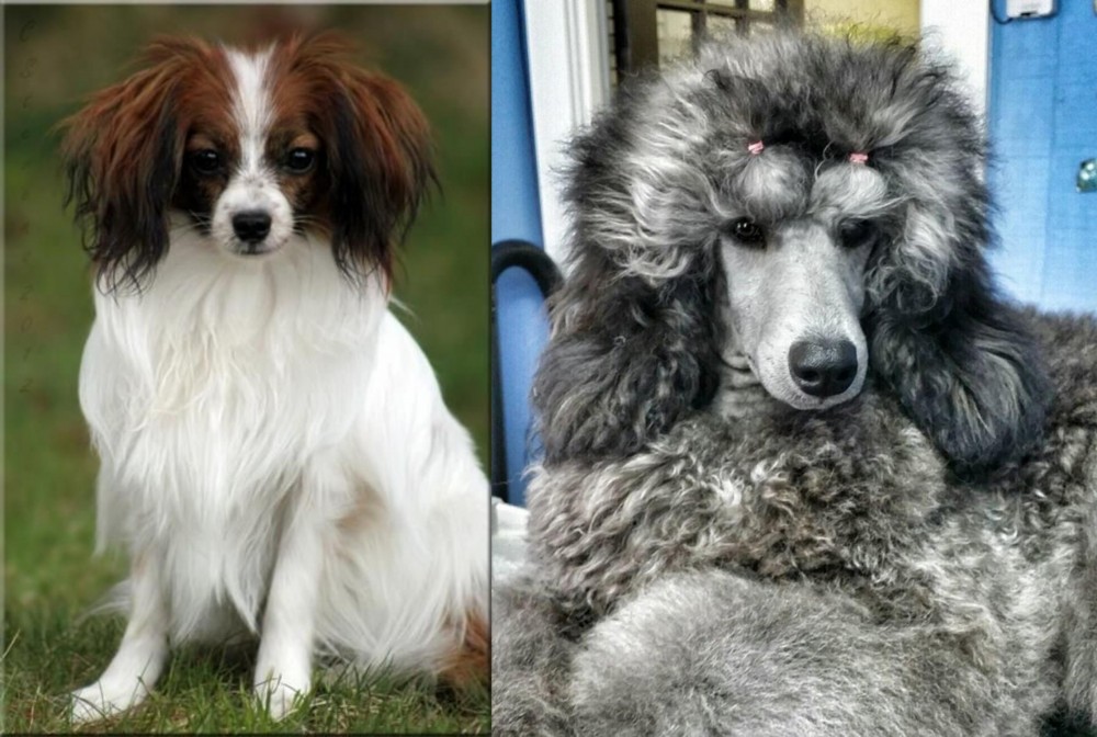 Standard Poodle vs Phalene - Breed Comparison