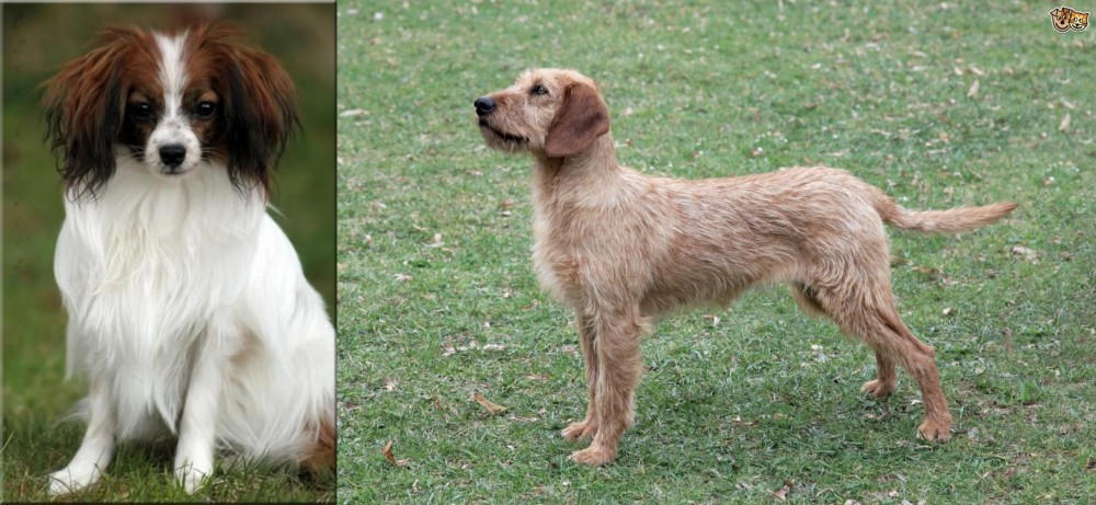 Styrian Coarse Haired Hound vs Phalene - Breed Comparison