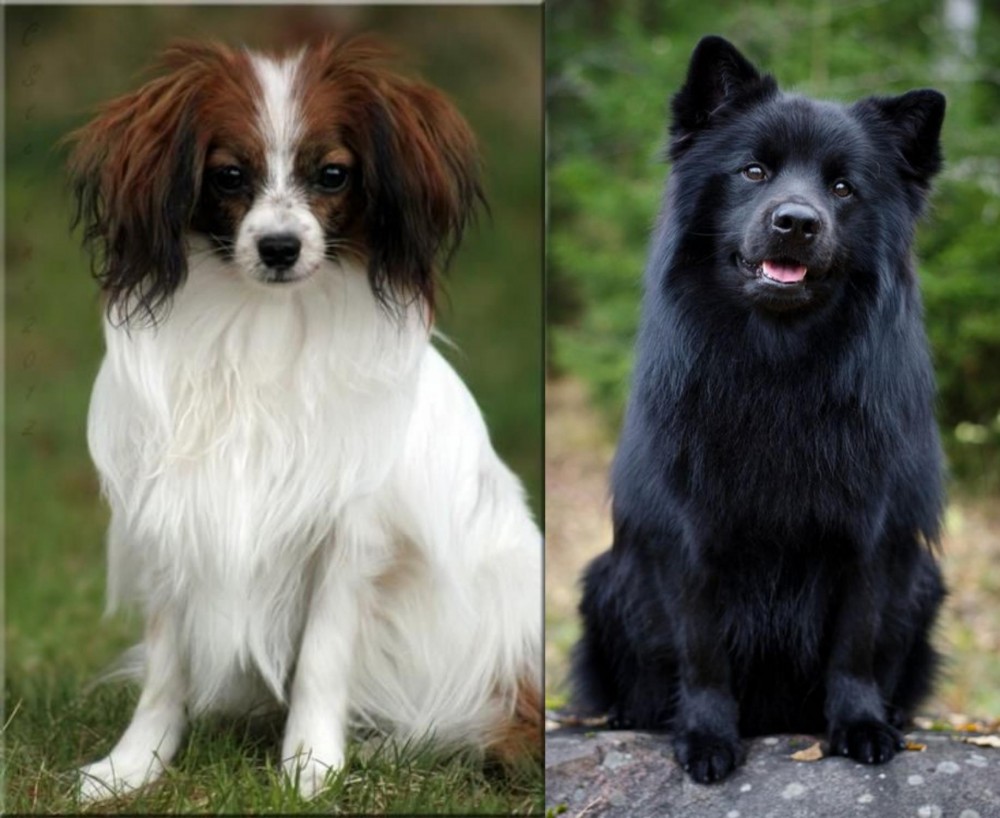 Swedish Lapphund vs Phalene - Breed Comparison