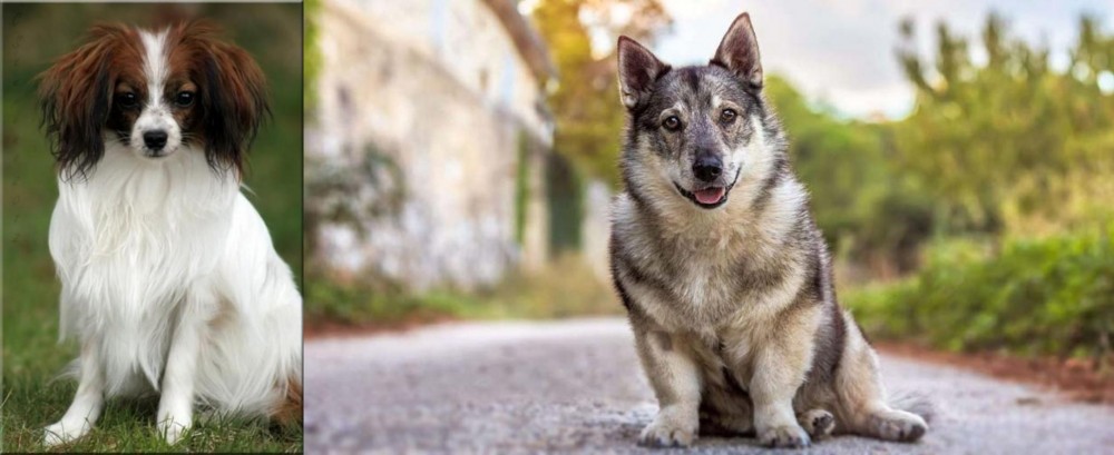 Swedish Vallhund vs Phalene - Breed Comparison
