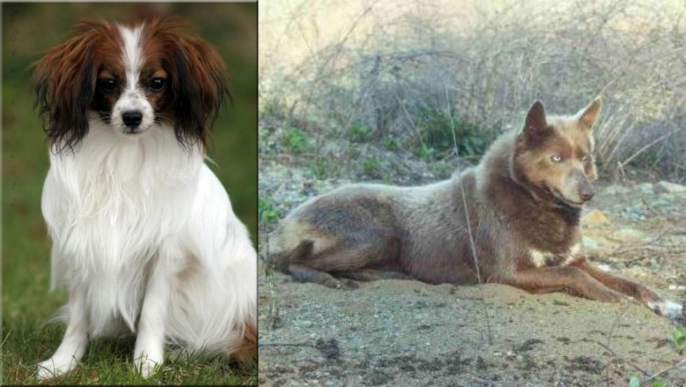 Tahltan Bear Dog vs Phalene - Breed Comparison