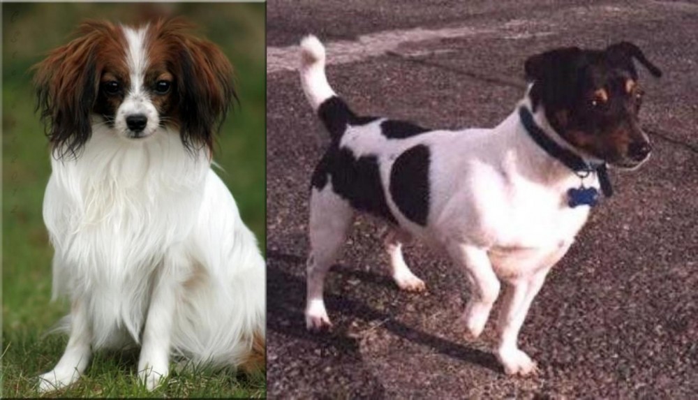 Teddy Roosevelt Terrier vs Phalene - Breed Comparison