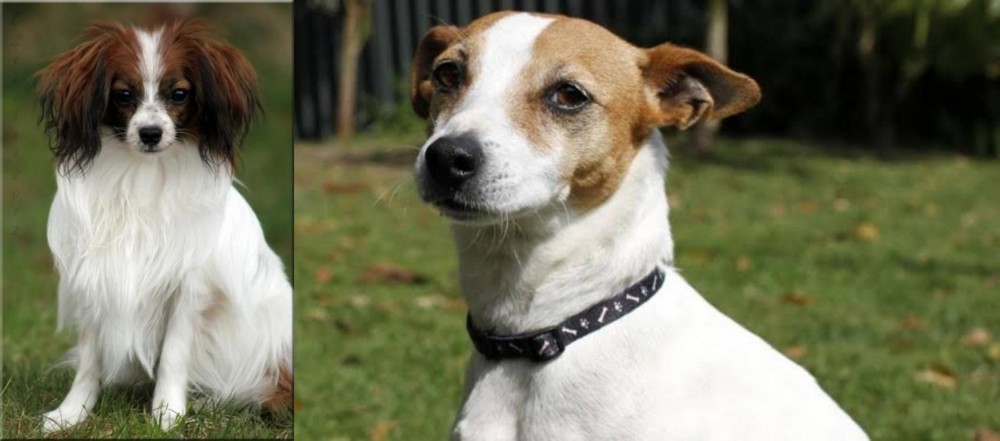 Tenterfield Terrier vs Phalene - Breed Comparison