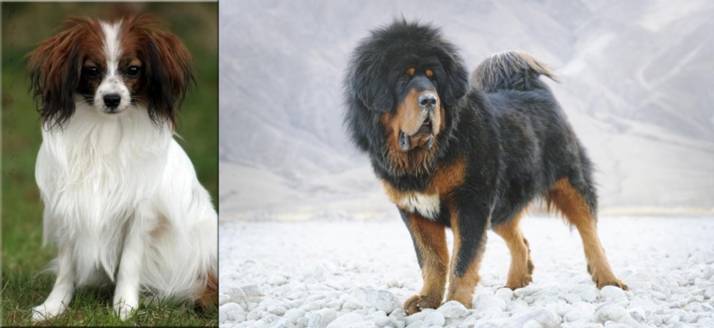 Tibetan Mastiff vs Phalene - Breed Comparison