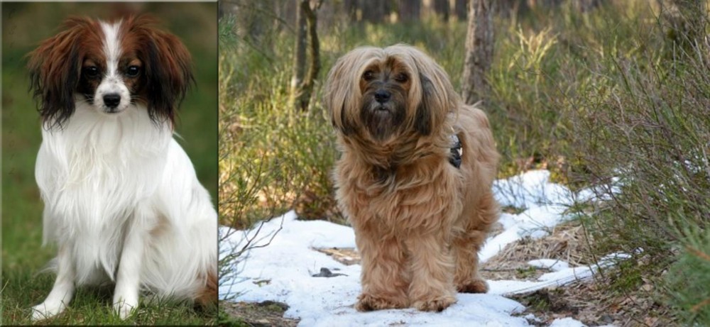 Tibetan Terrier vs Phalene - Breed Comparison