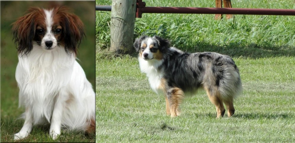 Toy Australian Shepherd vs Phalene - Breed Comparison