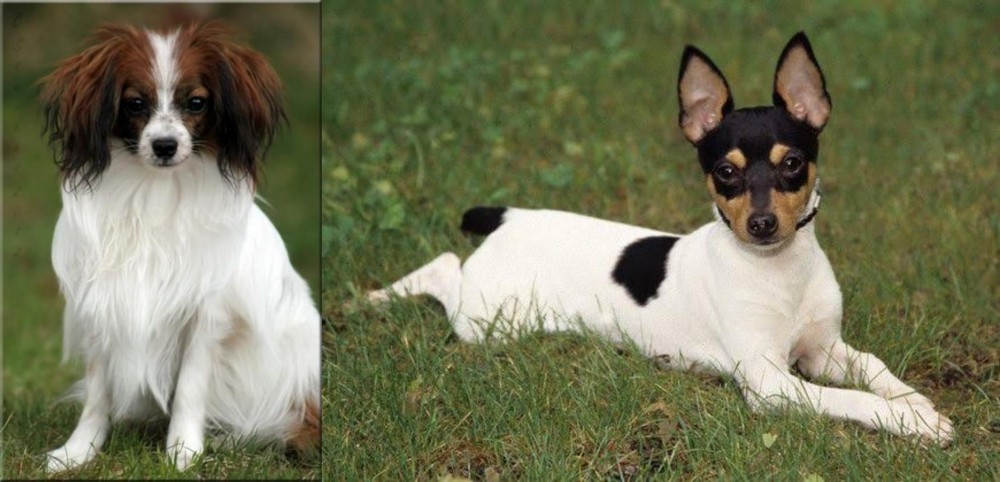 Toy Fox Terrier vs Phalene - Breed Comparison