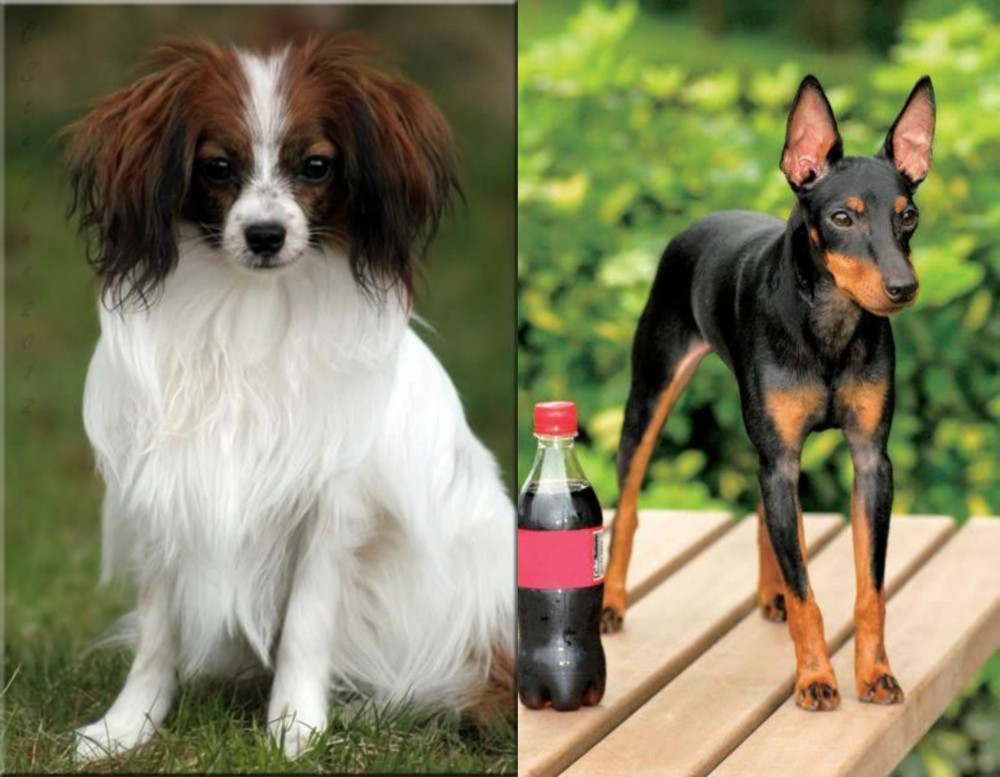 Toy Manchester Terrier vs Phalene - Breed Comparison