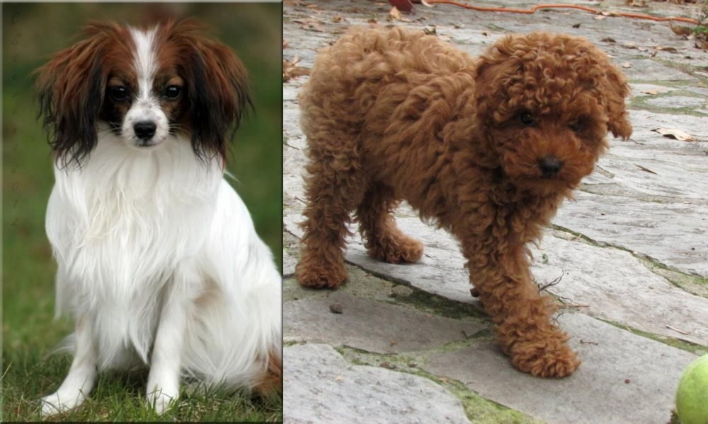 Toy Poodle vs Phalene - Breed Comparison