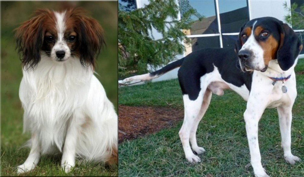 Treeing Walker Coonhound vs Phalene - Breed Comparison