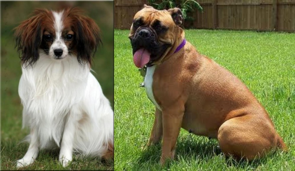 Valley Bulldog vs Phalene - Breed Comparison