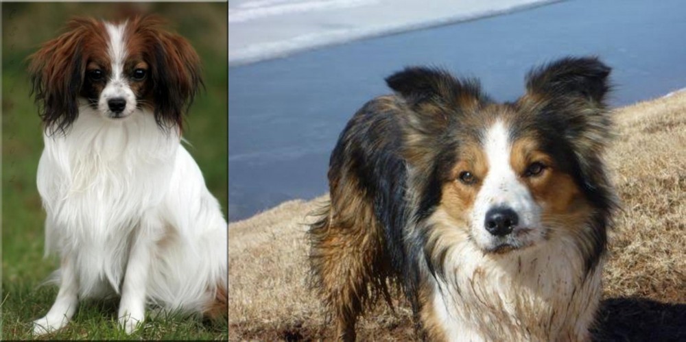 Welsh Sheepdog vs Phalene - Breed Comparison