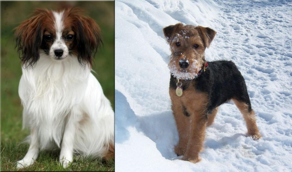 Welsh Terrier vs Phalene - Breed Comparison