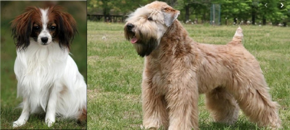 Wheaten Terrier vs Phalene - Breed Comparison