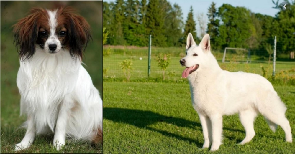 White Shepherd vs Phalene - Breed Comparison