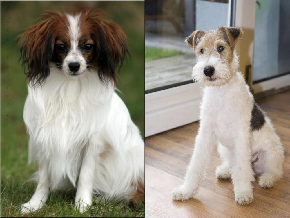 Wire Fox Terrier vs Phalene - Breed Comparison