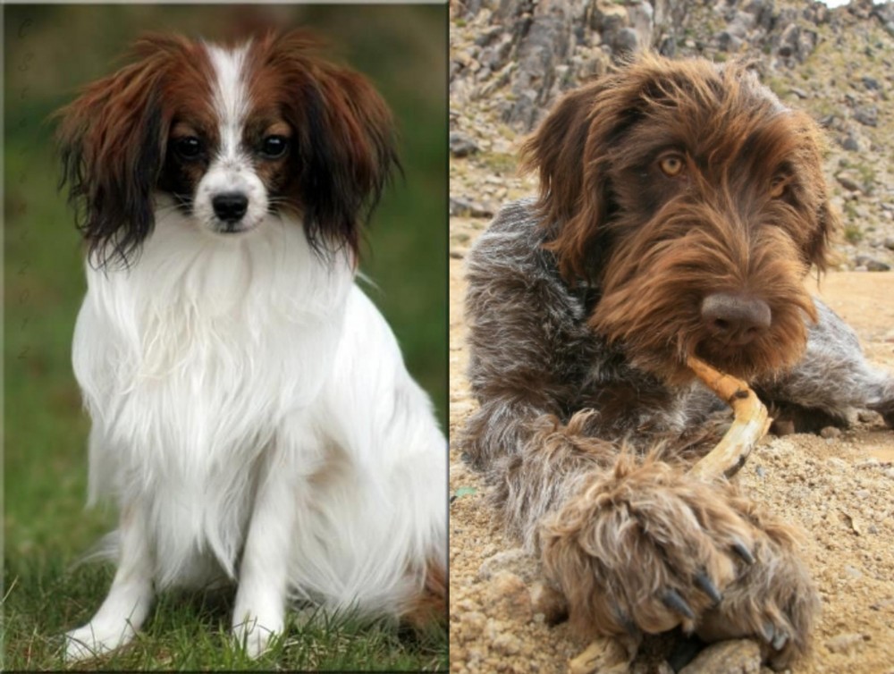 Wirehaired Pointing Griffon vs Phalene - Breed Comparison