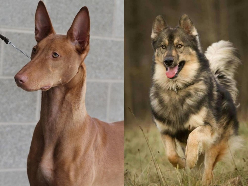 Native American Indian Dog vs Pharaoh Hound - Breed Comparison