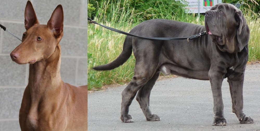 Neapolitan Mastiff vs Pharaoh Hound - Breed Comparison