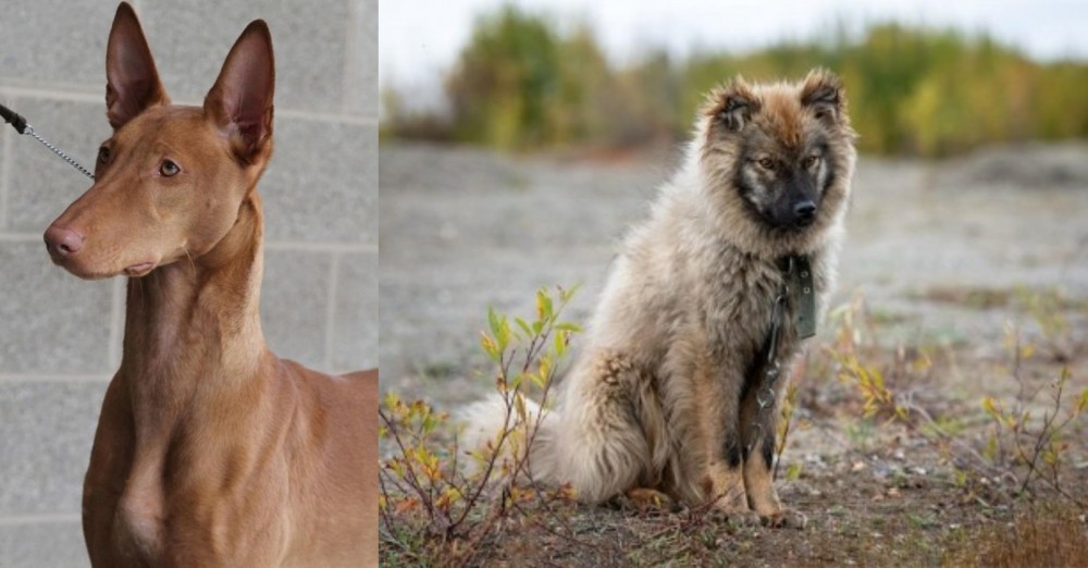Nenets Herding Laika vs Pharaoh Hound - Breed Comparison