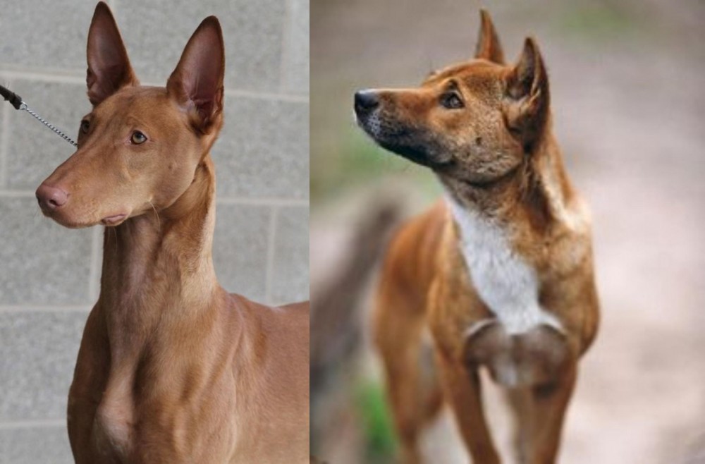 New Guinea Singing Dog vs Pharaoh Hound - Breed Comparison